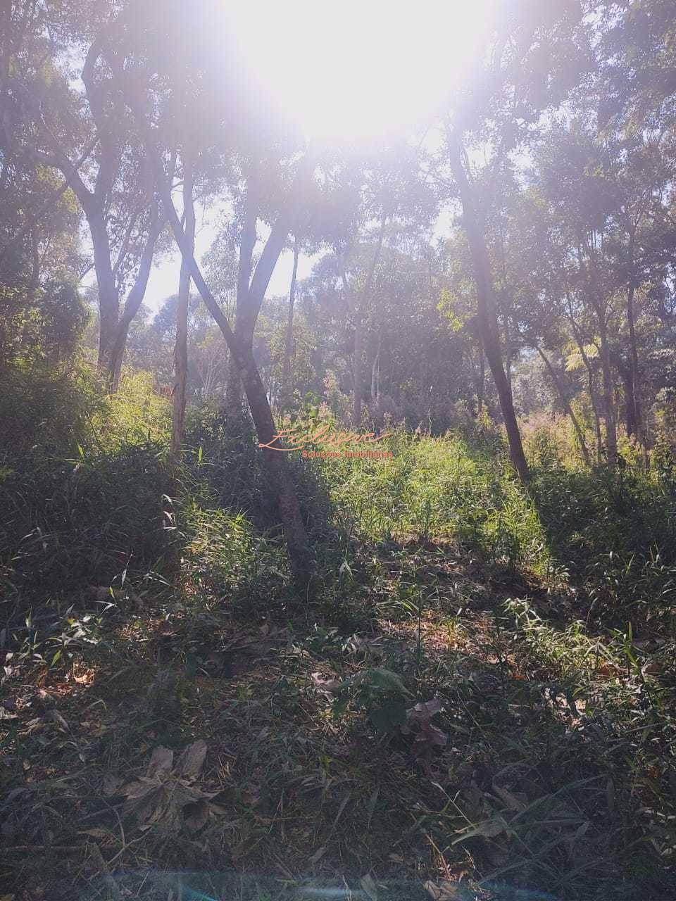 Terreno 4000m2 - Chacara - Estrada do Rio Acima, Mogi das Cruzes - Cristina Cavalcanti